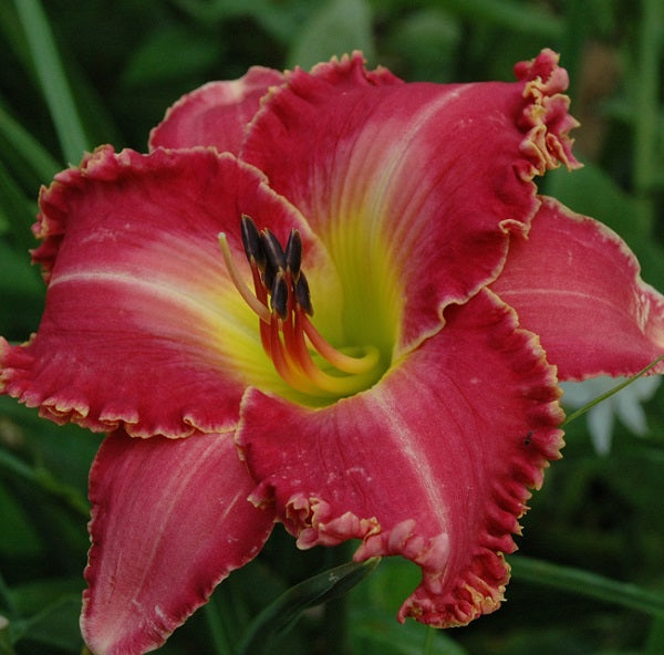 Atta Girl daylily from Sterrett garden that is early, chrysanthemum rose with gold dusted edge