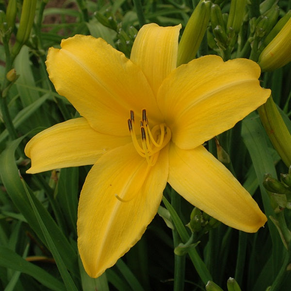 August Bright daylily from Sterrett garden that is late light gold and fragrant