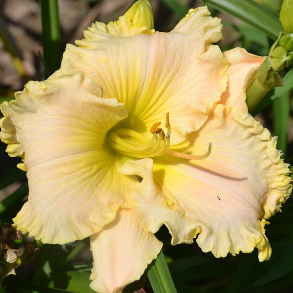 Aunt Leona daylily from Sterrett garden that is midseason, soft pastel coral with ruffled edge