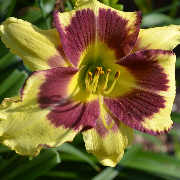 Autumn Jewels daylily from Sterrett garden that is tall, late, dark yellow with plum eye