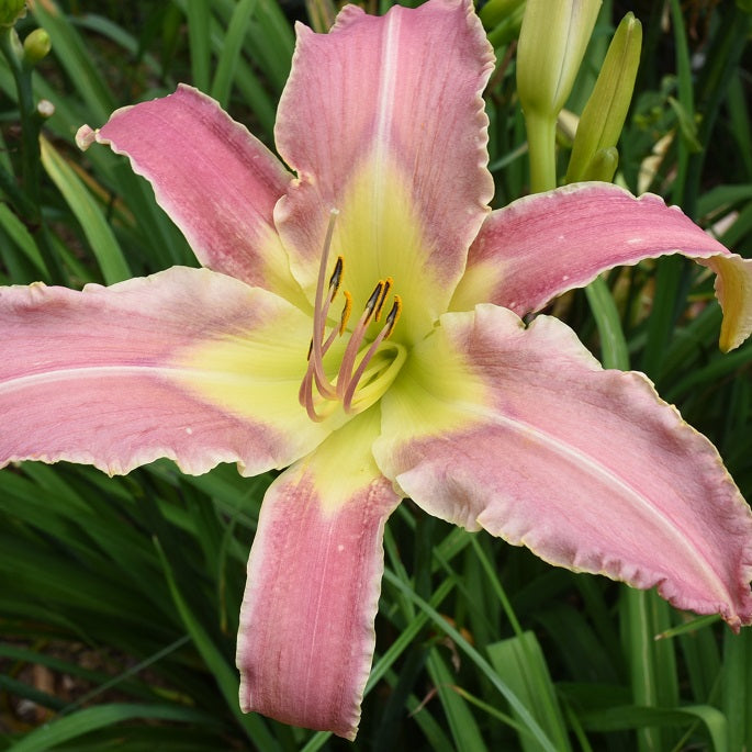 Autumn Lavender daylily from Sterrett garden that is tall, late mauve pink lavender with triangular chartreuse throat