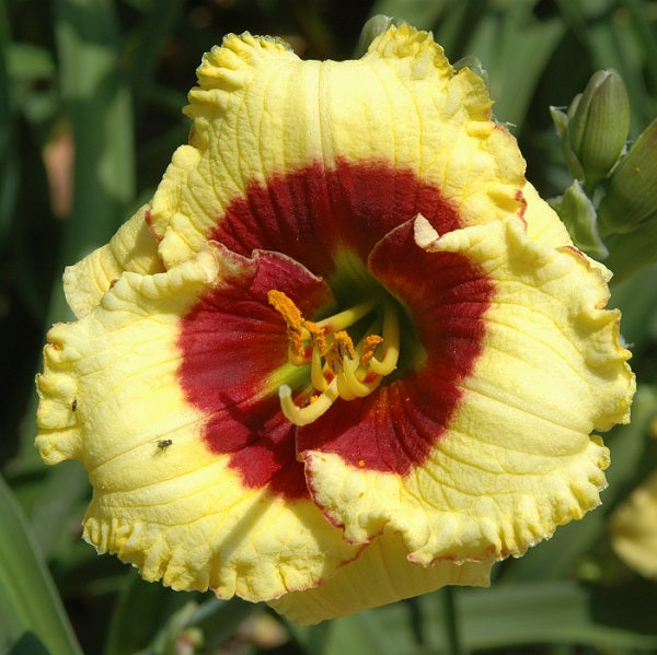 Awesome Candy daylily from Sterrett garden that is early-midseason yellow with cherry eye and edge and fragrant