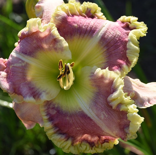Awesome Wonder daylily from Sterrett garden that is short, early-midseason lavender pink with darker eye and edge inside a yellow ruffle
