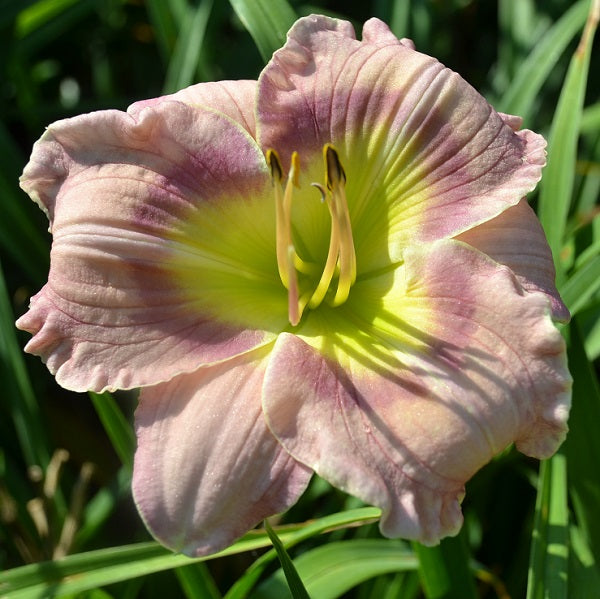 Backwoods Violet Bouquet daylily from Sterrett garden that is early, violet lavender with darker eye