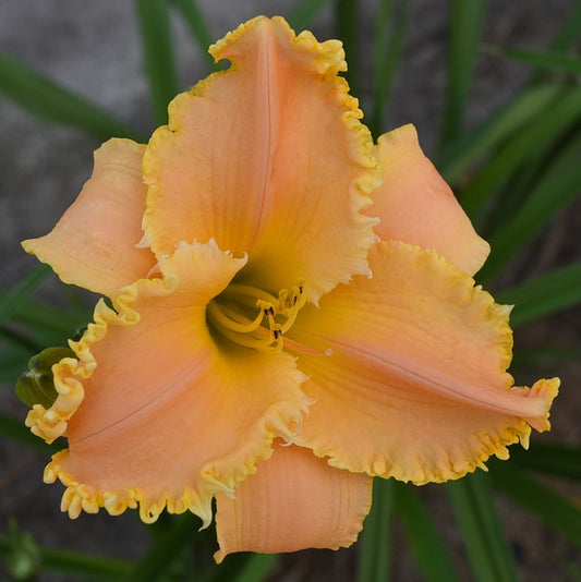 Badgerland Mango Tango daylily from Sterrett garden that is midseason, peach pink polychrome, pink midribs, ruffles with teeth and tendrils