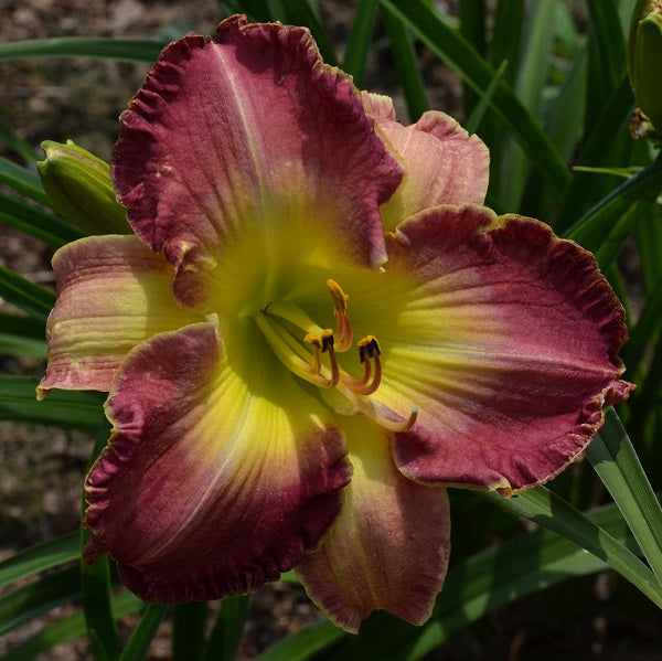 Baffin Bay Beauty daylily from Sterrett garden that is midseason, cream-rose bicolor and fragrant