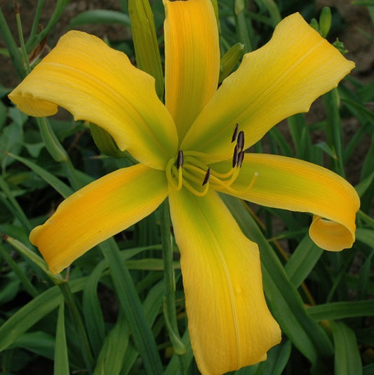 Banana Pepper Spider daylily from Sterrett garden that is  early midseason, deep yellow spider with bright green throat