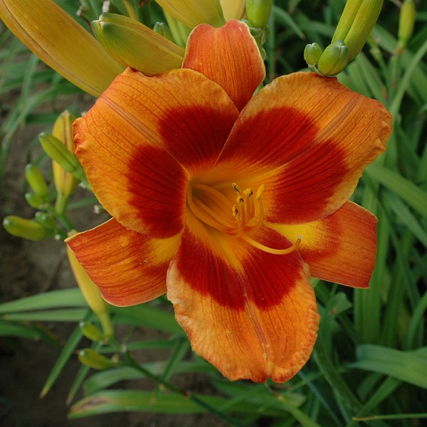Bandit Man daylily from Sterrett garden that is midseason, burnt orange with large red eye