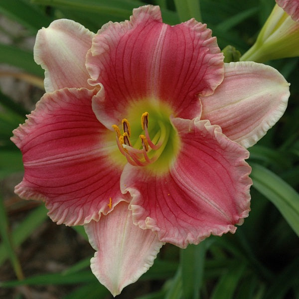 Banned in Boston daylily from Sterrett garden that is midseason, rose and cream pink bitone