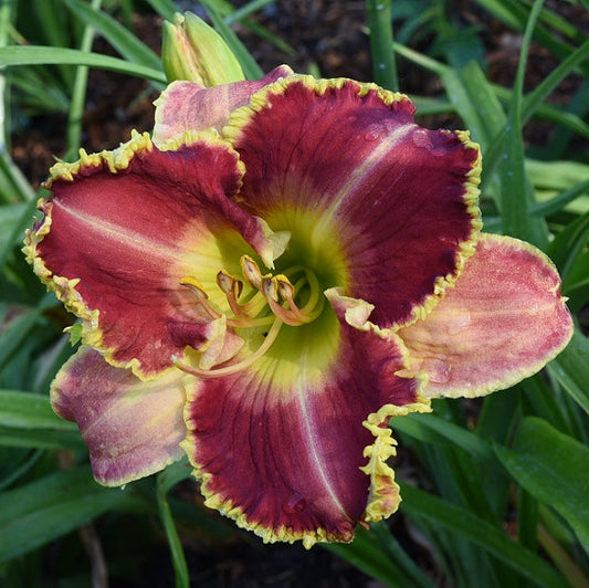 Banner Man daylily from Sterrett garden that is early midseason red and cream pink bitone