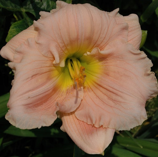 Barbara Mitchell daylily from Sterrett garden that is mideason, pink self awarded Stout medal in 1992