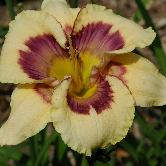 Barcode daylily from Sterrett garden that is cream yellow, multicolored eye, awarded Honorable Mention 2017