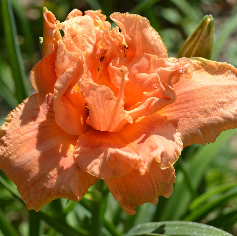 Bashful Blush daylily from Sterrett garden that is midseason, apricot pink, faint rough eye, fragrant and double