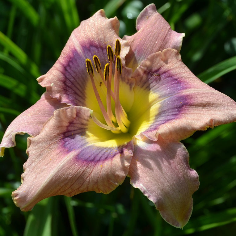 Bathed and Bedded daylily from Sterrett garden that is early mid-season, lavender rose blend, violet eye, slight gold edge