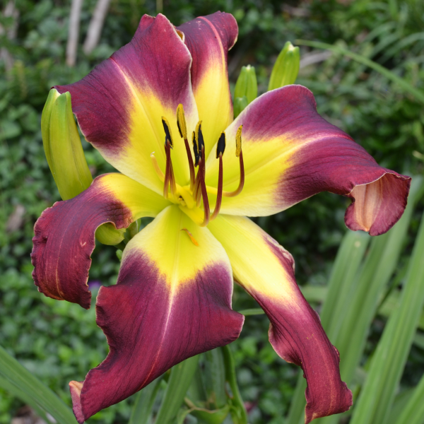 Baughston Hornswaggler daylily from Sterrett garden that is mid-late unusual form (Spatulate), purple with light red eye, purple