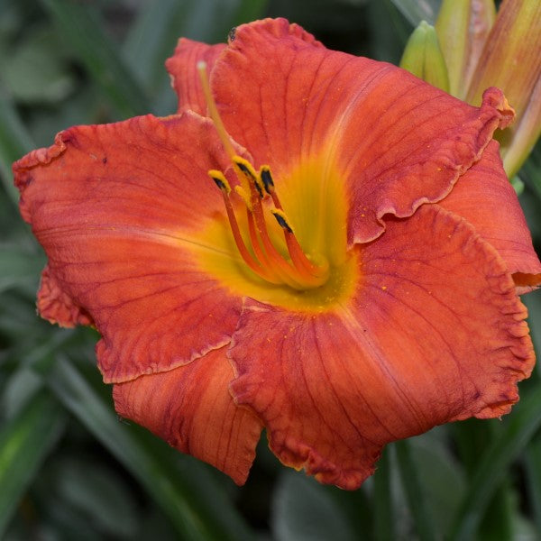Beach Bonfire daylily from Sterrett garden that is late, orange red with wire gold edge