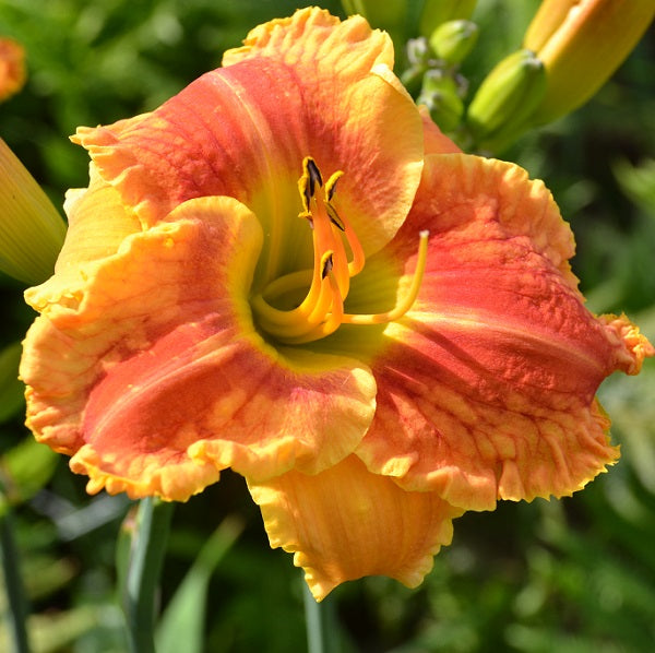 Belief in Vein daylily from Sterrett garden that is early-midseason, yellow orange with red eye