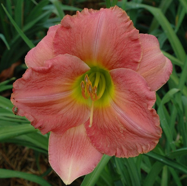 Best Kept Secret daylily from Sterrett garden that is midseason, rose pink with coral-rose watermark, fragrant