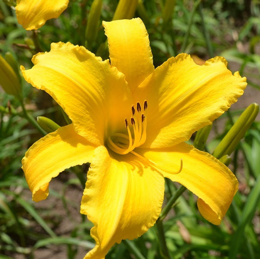 Big Birds Friend daylily from Sterrett Garden that is tall, midseason, large unusual form (Cascade) golden yellow awarded Honorable Mention in 2017