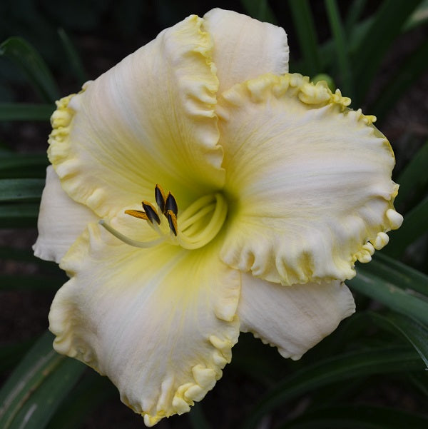 Big Bodacious Blond daylily from Sterrett Garden that is early-midseason, large buttercream yellow and fragrant