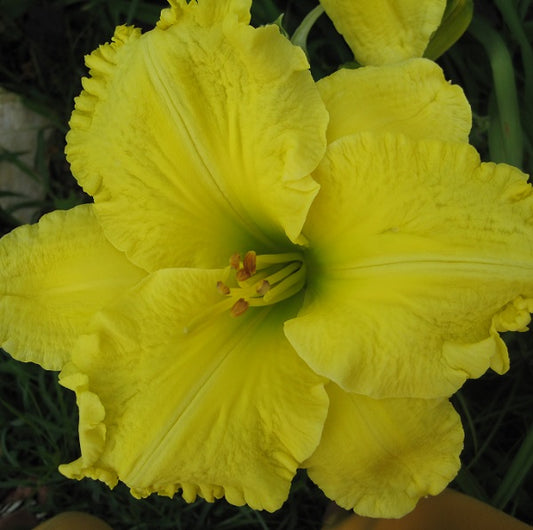Big Flat Floozy daylily from Sterrett Garden that is midseason, large ruffled lemon yellow