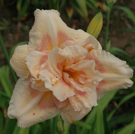 Big Kiss daylily from Sterrett Garden that is midseason light peach with rose eye, fragrant and double