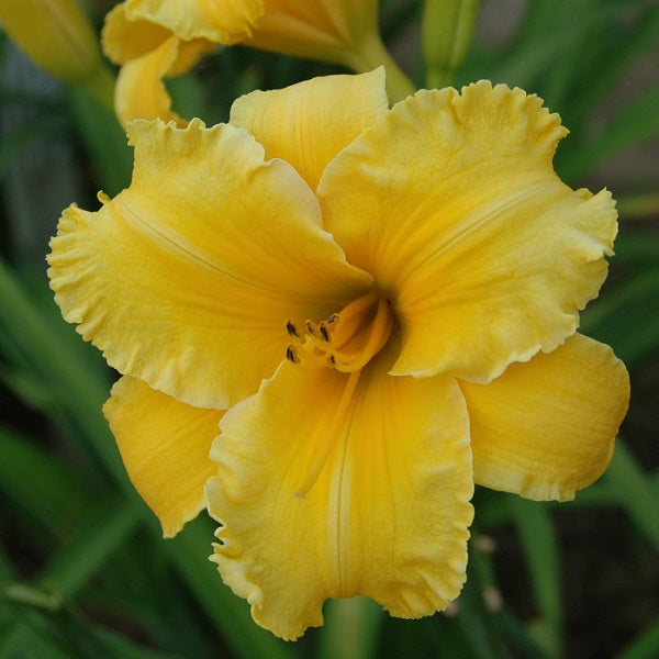 Daylily from Sterrett Garden with brilliant sunny gold self, F