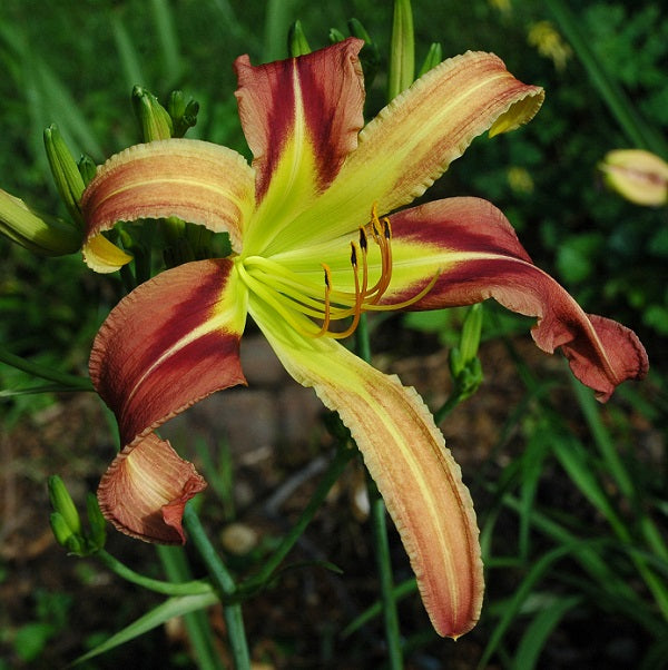 Daylily from Sterrett Garden that is  tall, large yellow and lavender bitone unusual form (Cascade)