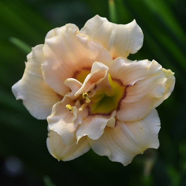 Daylily from Sterrett Garden that is  short cream pink blend, purple eye, double