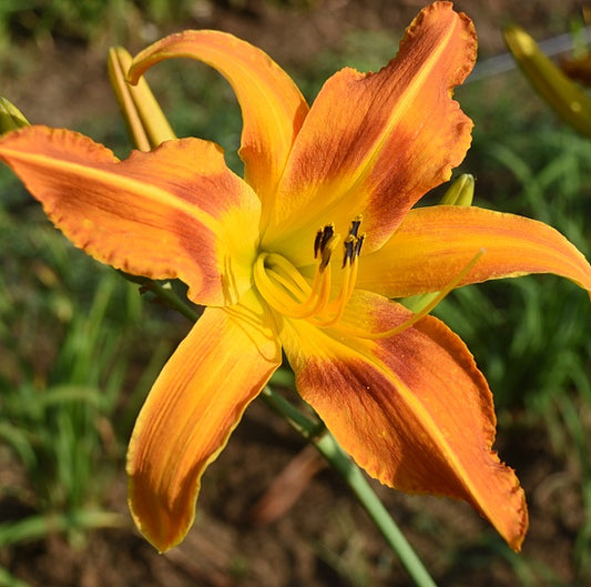 Daylily from Sterrett Garden that is  tall, late, unusual form (Crispate) orange with a rouge chevron