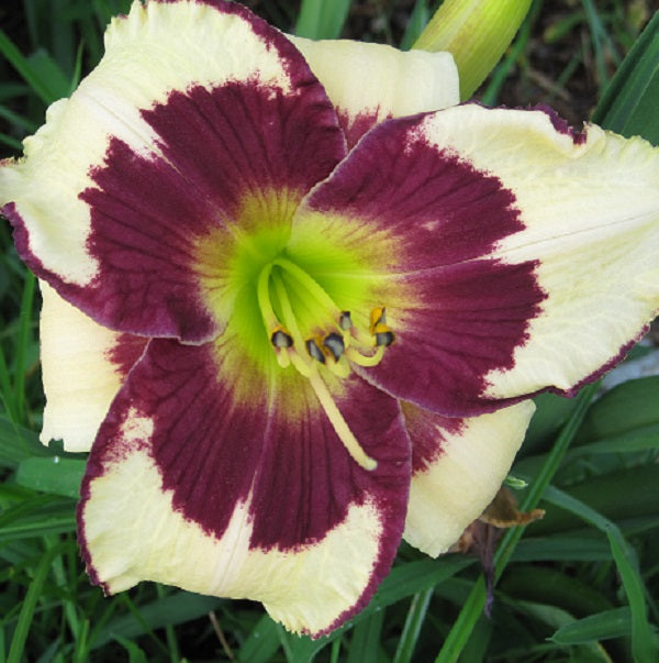 Daylily from Sterrett Garden that is  cream yellow with bold back eye and edge