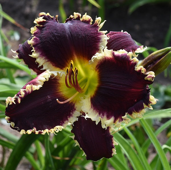 Daylily from Sterrett Garden that is  burgundy black with multicolored edge and white teeth, fragrant