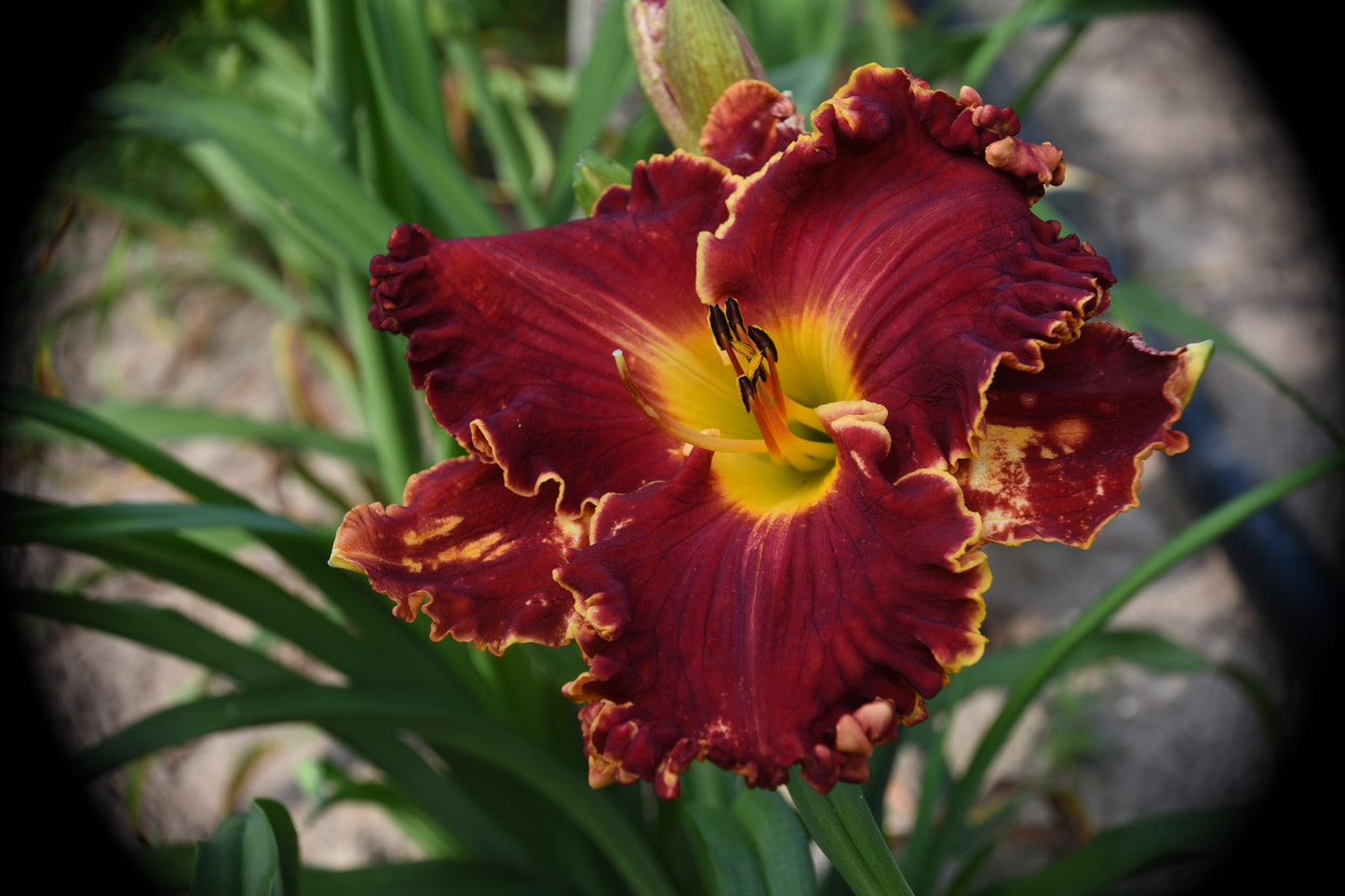 Daylily from Sterrett Garden that is  red with lighter eye, Award of Merit 2019