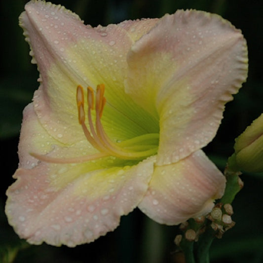 Daylily from Sterrett Garden that is mid-late, orchid pink with lemon edge, fragrant