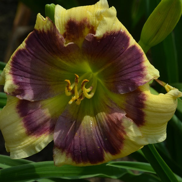Daylily from Sterrett Garden that is early-midseason., yellow cream with lavender blue halo