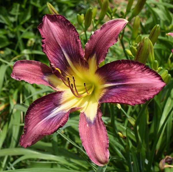 Daylily from Sterrett Garden that is early-midseason, rose purple with blue purple halo and white midribs