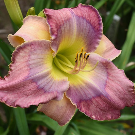 Daylily from Sterrett Garden that is midseason, rose lavender bitone with blue lavender watermark and picotee edge