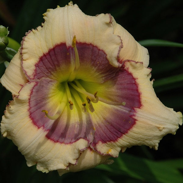 Daylily from Sterrett Garden that is mid-late, cream with blue eye and fuchsia blue edge
