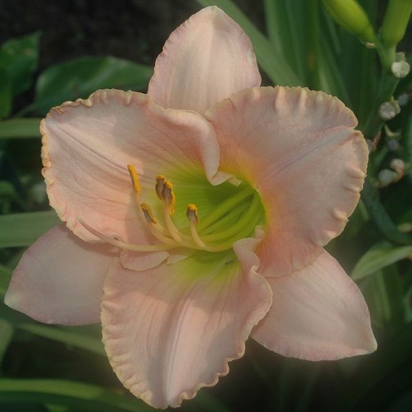 Daylily from Sterrett Garden that is early midseason, light pink self, light yellow-green throat
