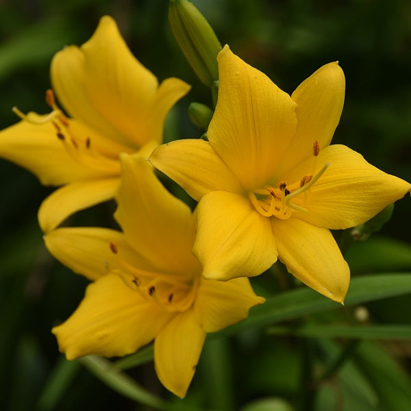 Daylily from Sterrett Garden that is midseason, canary yellow with orange shading