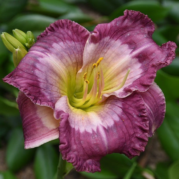Daylily from Sterrett Garden that is midseason, red purple background, pink to white eye