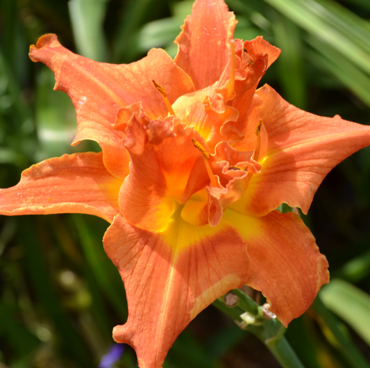 Daylily from Sterrett Garden that is midseason, bright orange, yellow petal edges, double (99%)