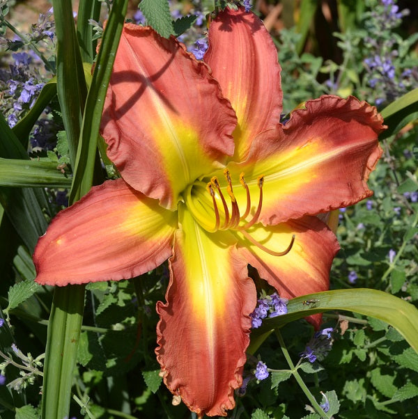Daylily from Sterrett Garden that is midseason, coral, slightly ruffled petals, light halo , large green throat