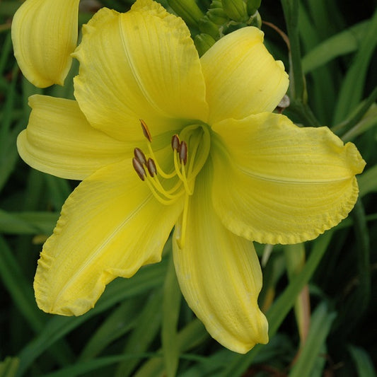 Daylily from Sterrett Garden that is mid-late, lemon yellow, fragrant