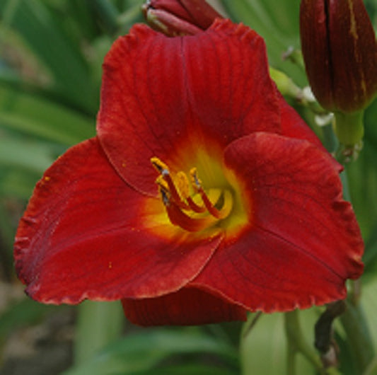 Daylily from Sterrett Garden that is early midseason, bright red self