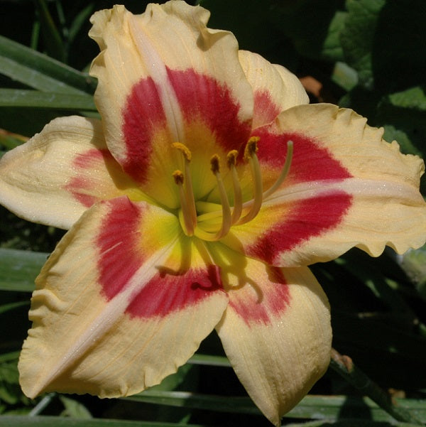 Daylily from Sterrett Garden that is midseason, creamy white, rose red eye