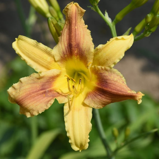 Daylily from Sterrett Garden that is early midseason, purple yellow bicolor, unusual form(Crispate)