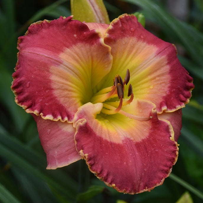 Daylily from Sterrett Garden that is early midseason, coral red, peach watermark