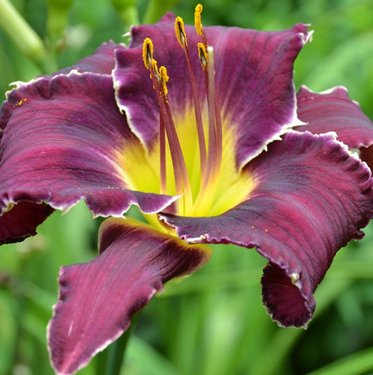 Daylily from Sterrett Garden that is early, dark red purple, white toothy edge