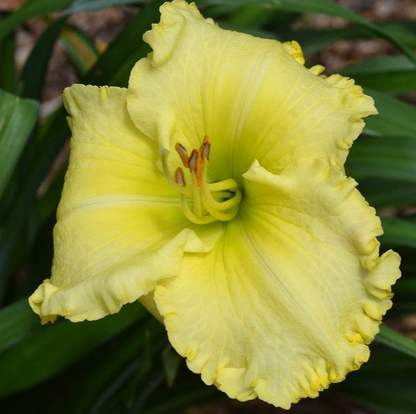 Daylily from Sterrett Garden that is midseason, yellow with green tinge and white midribs, fragrant